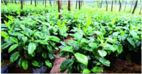 私家庭院園林綠化工程 打造理想中的詩意棲居