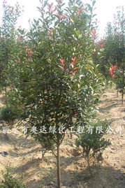 麗水市奧達(dá)綠化工程 全球花木網(wǎng)加盟會(huì)員引領(lǐng)園林綠化新風(fēng)尚