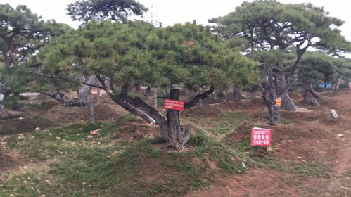 貴陽造型松價(jià)格解析與園林綠化工程應(yīng)用
