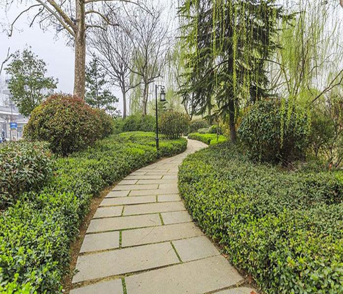 南沙芒果樹 綠化與果實的兩難選擇