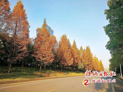 四季有景，株洲最美“西大門”——探訪這座城市的園林綠化匠心之作