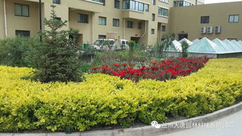 永登西太華置地新城小區園林綠化工程 構建和諧宜居的生態家園