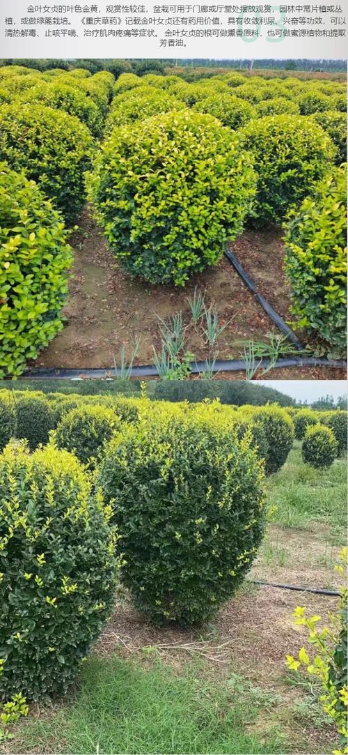 庭院與道路的黃金點綴 耐寒耐旱的1米冠幅金葉女貞球